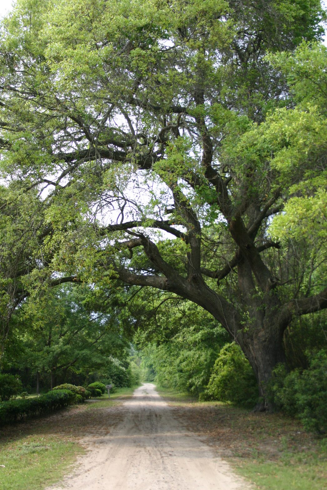 Heirs' Property, Part II Providing legal aid in rural South Carolina