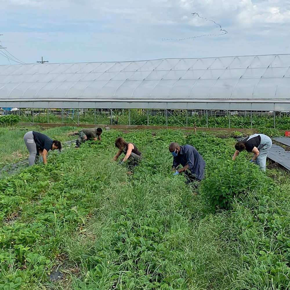 Credit: Keep Growing Detroit Farm, 2021