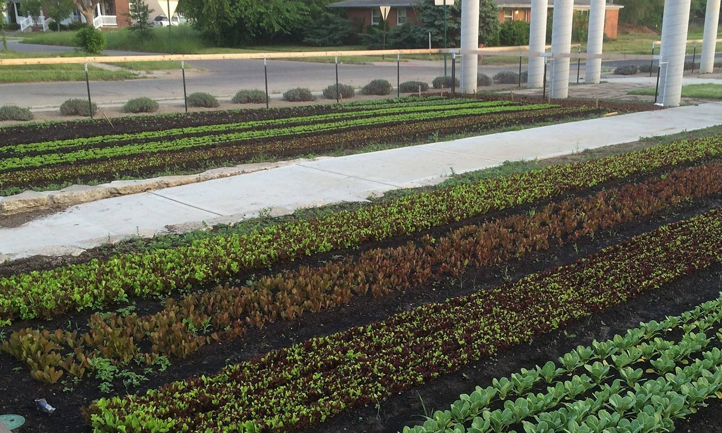 Credit: Penrose Market Garden, GrowTown, 2016