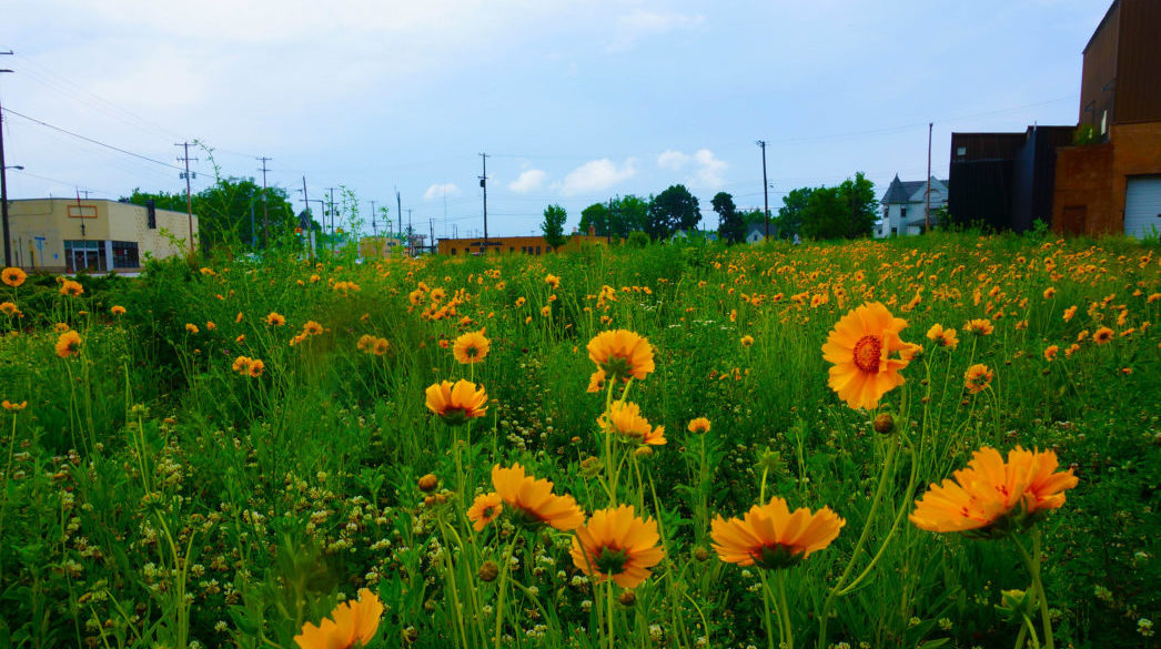 Vibrant green field with orange flowers.