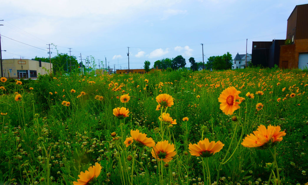 Featured image for “Resident Engagement in Vacant Lot Greening: Empowering Communities for Neighborhood Revitalization”