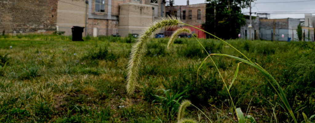 What Causes “Urban Prairies” in Shrinking Cities?